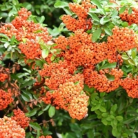 Photo produit - Buisson ardent "orange"